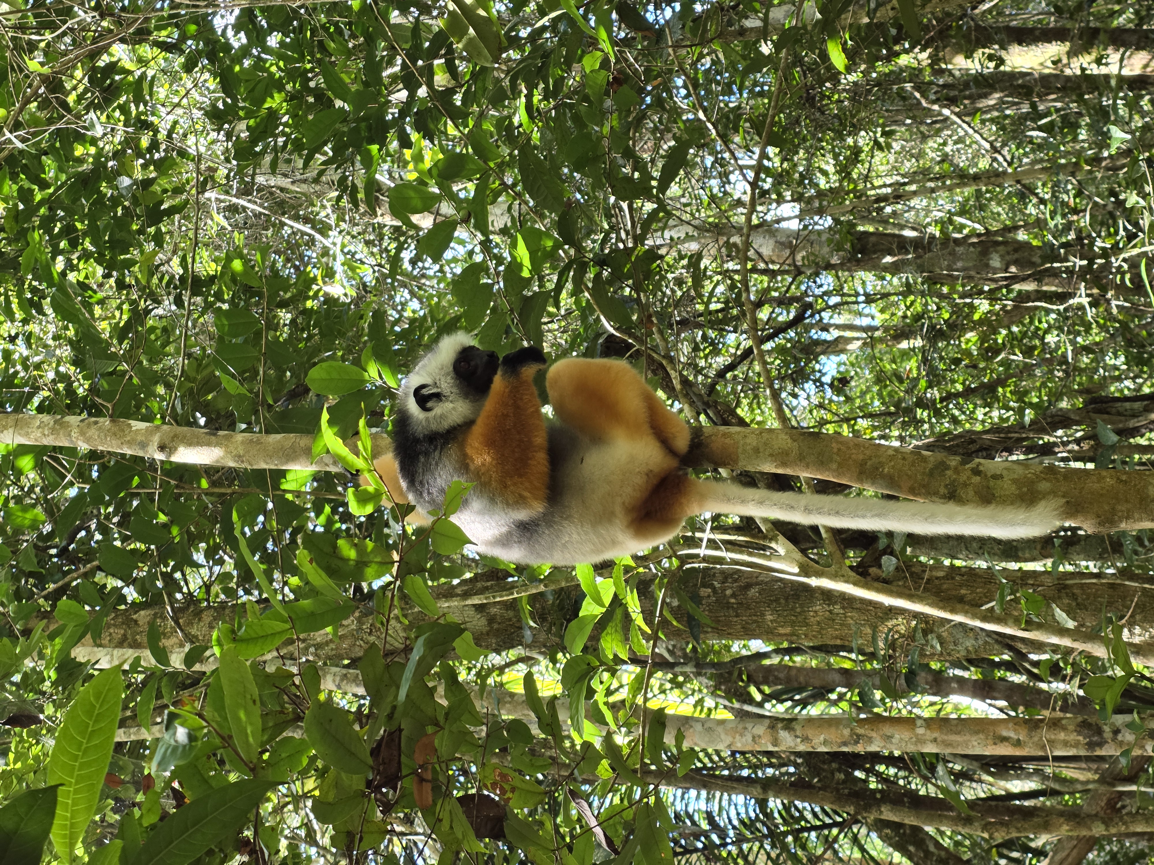2026 Madagascar image 1